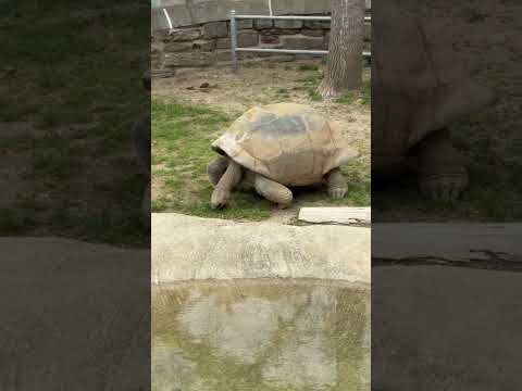 "Wild Moments at Philadelphia Zoo 🐢🦁🐯 | 100-Year-Old Turtles & Lion Love!"