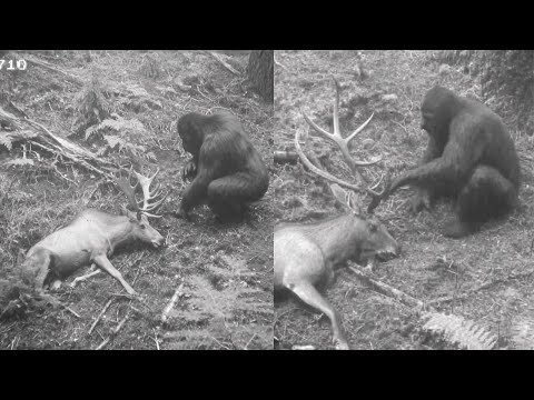 Hunter's Trail Cam Caught BIGFOOT Dismembering Elk - Then It Looked at Camera!