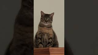Barbara's hips don't lie #catoftheday