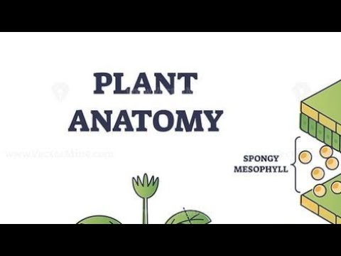 Plant Anatomy one shot #neet2023 #neet #biology #oneshot