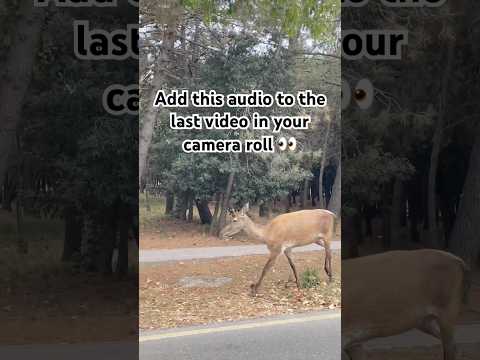 When Nature Walks Right Past You… 🦌👀🦌