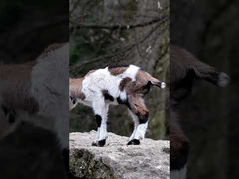 Cute goat