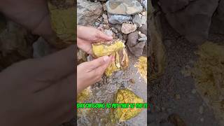 Traditional gold mining secret from gold rich porous rock #goldrush #goldmining #goldpanning