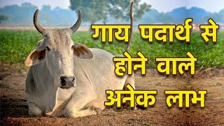 गाय के दूध के लाभ || Various benefits of Cow Milk | healthy Food | Healthy Life !