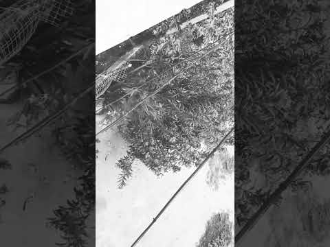 save trees everyone needs shade but  no one plant tress #motivation