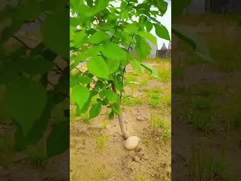 बेलपत्री का पेड़ किस दिशा में लगाना शुभ होता है|
