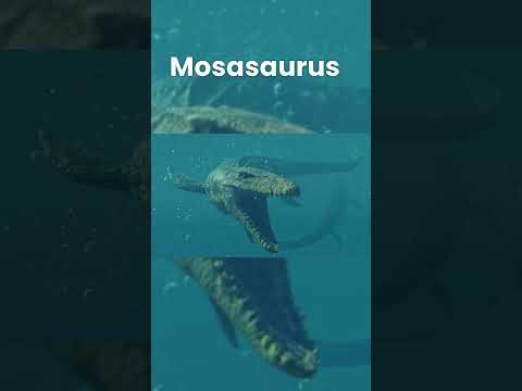 Mosasaurus