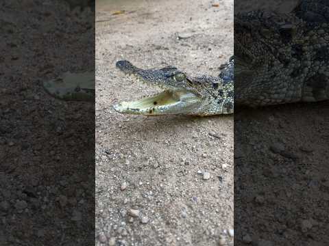 Wow crocodile #wildpig #crocodile #shorts