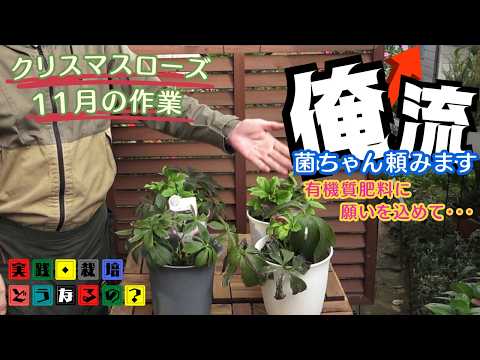 菌ちゃん頼みます！クリスマスローズ11月のお手入れ方法はこれです【ガーデニング】・2年目スタートになります皆様もご一緒に！!【園芸】【植え方・育て方】