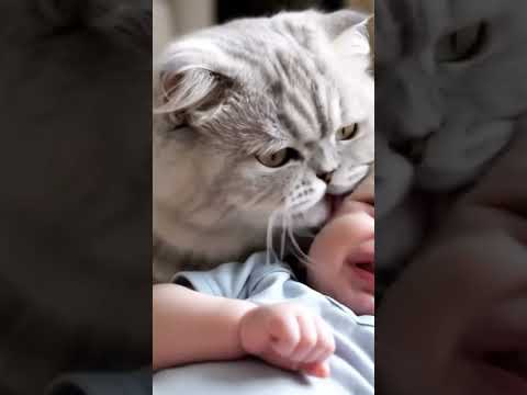 Cat and baby fun video