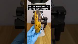 rotten banana under a microscope #shortvideo #microscope #science #microscopy #microscopeworld