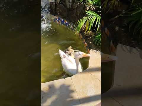 Ye Mat Kaho Khuda Se Meri Mushkile l ये मत कहो खुदा से #Duck_Duckling #SHORTS #Motivational_Song