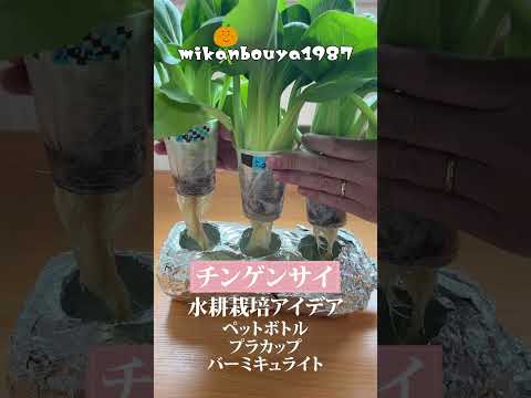 チンゲンサイはペットボトルとプラカップで簡単にとても大きく育てられます｜場所がなくても大丈夫！水耕栽培