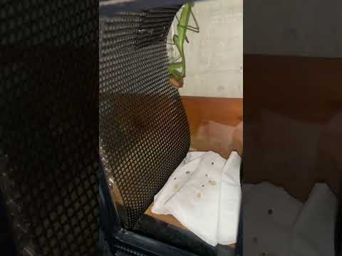 レオパゲルを食べるカマキリ。