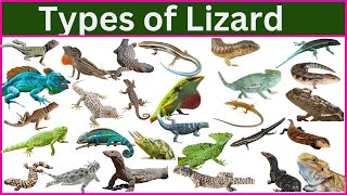 75 Amazing Lizard Species You Never Knew Existed!
