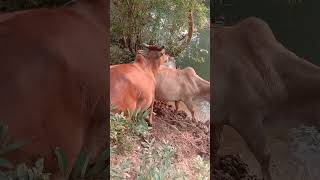 Bail #shortvideo #cow #nandibail #ashoklaguri #nandibull