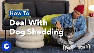 How To Deal With Dog Shedding | Chewtorials