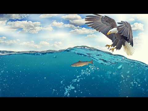 most powerful bird #eagle#