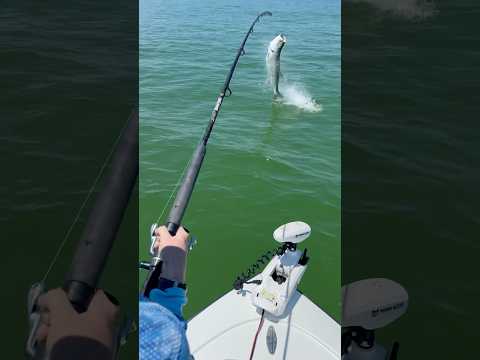 BOOM! 💥 The hunt for the #silverking has begun! 🤩 #fishing #tarpon #tampabay