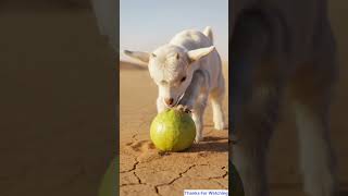 “Hungry😥 Baby Goat 🐐 Saved by a Fallen Guava 🍐 #ai #aivideo  #save #babygoats #hungry #shorts 🥰