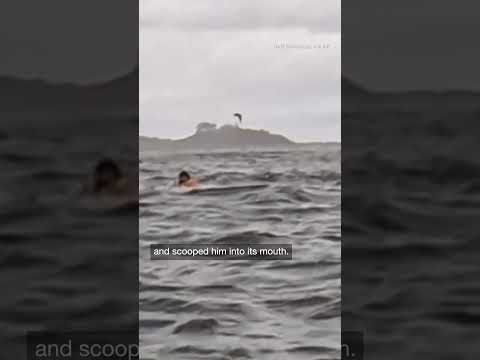 A whale swallowed a kayaker before quickly releasing him unharmed