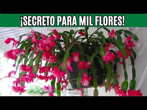 FLOR DE MAYO 🌸 ¿NO FLORECE o SE ESTÁ PUDRIENDO ¡APRENDE a CUIDARLA COMO SE DEBE!