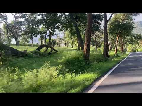 Bandhipur Forest Driving#