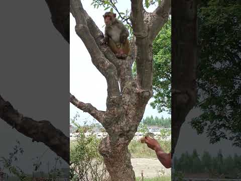 Mera Shyam sanwariya #feet Vijay Rajput #trending #song #shortsviral #shorts#trendingshorts #newreel