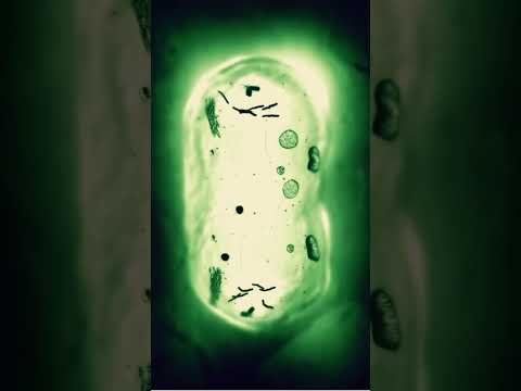 #mitosis