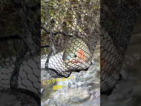 ピンク色に染まった虹鱒を確保〜！♯北海道♯札幌近郊♯虹鱒♯レインボートラウト♯トラウト♯渓流釣り♯延べ竿