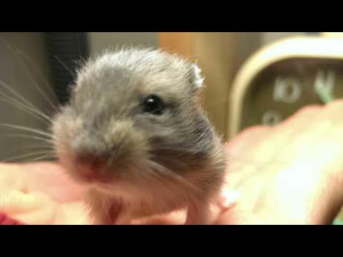 倉鼠 三線鼠 出生紀錄【DAY1】