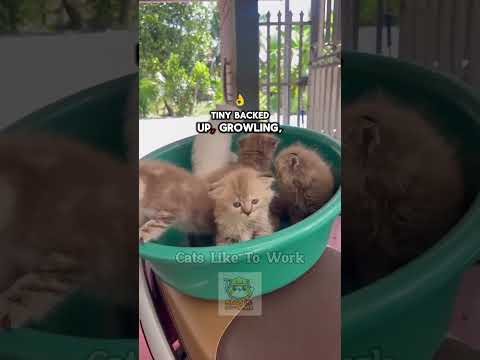 Kitten’s Hilarious Battle with a Mirror | Cats Like To Work #kitten #kitty #funnycats #catstory