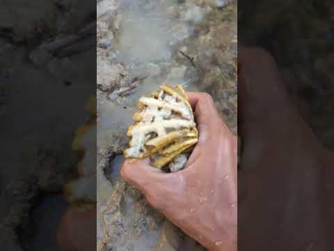 gold search in the river in the middle of the forest #goldhunter #gold
