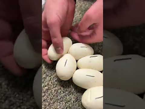Rare Python Lays Eggs! #shorts #snake #eggs #python #reptiles #animals #snakes #ballpython