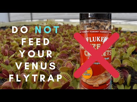 When Not to Feed a Venus Flytrap!