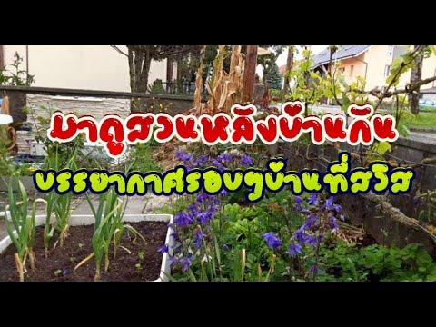 มาดูสวนหลังบ้านกันปลูกผักกับดอกไม้สวยๆไว้เยอะ