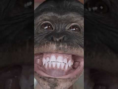 #funny #comedy #monkey #animals #cute hi hit🐵🐵🐒
