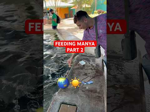 Feeding MANTA Part 2 🌏🛫☀️#like #seaworld #roadtoo100subs #shorts #music #explore #fun #vacation