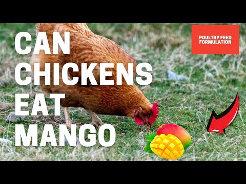 Can Chickens Eat Mango
