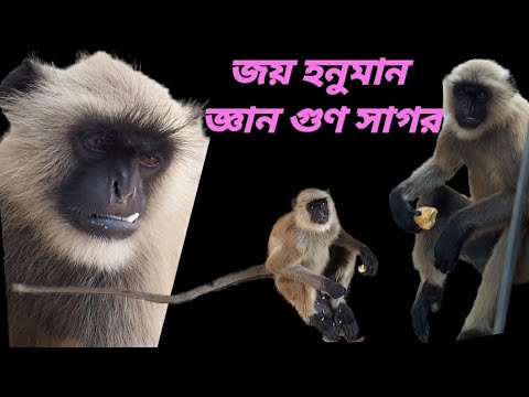 āĻāϝāĻŧ āĻšāύā§āĻŽāĻžāύđŧđđģ #Jai Hanuman Gayan Gun Sagarđ #Monkey's Day Out đĩđ #Viral Video Monkeyđđđģđļ