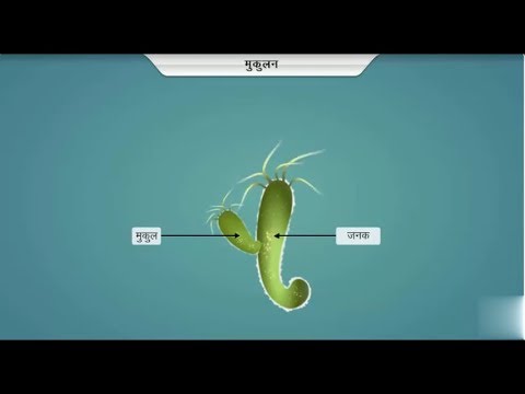 हाईड्रा में प्रजनन कैसे होता है? || How to Hydra Reproduction in hindi?