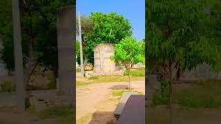 Ashok ka ped #shortvideo