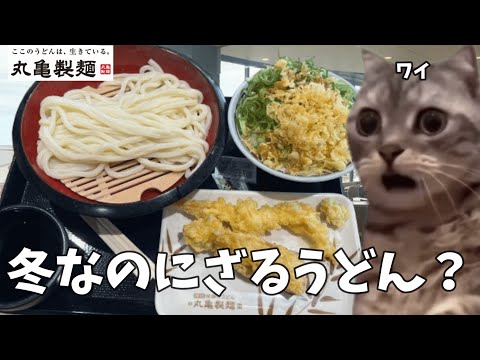 【丸亀製麺】ざるうどんとライスには海老とかしわの天ぷらをを頼めばハッピーになるよねというお話【うどん】#猫ミーム #猫マニ