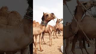 #camellife #camels #camel #camelsofdesert #camel_racing