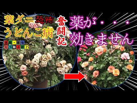 薬が効きません!!【バラ】ハダニ・ウドンコ病・散布の方法が間違っています！これは凄い予防駆除方法をお話します【ガーデニング】バラの植え方・育て方【園芸】
