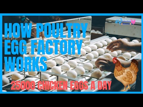 25000 Chicken Eggs A Day: How A Poultry Egg Factory Works