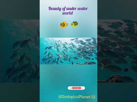 beauty of under water world#ocean#sealife#animals #fishing#fish