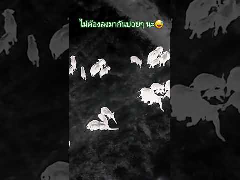 🐘🌳โขลงเขาพอก