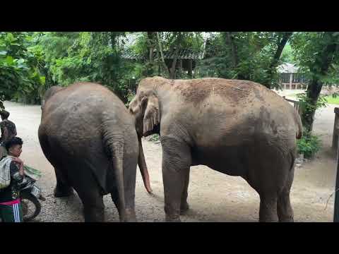 Elephant Mahouts clock in at sanctuary