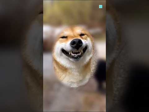 Dog ki relationship 🤣🤣🤣 #shortvideo #animals #shortsviral #short